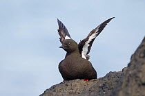Black Guillemot (Cepphus grylle) stretching wings on rock, Flatey Island, Iceland, June.