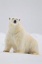 RF- Polar bear (Ursus maritimus) on ice floe, Svalbard, Norway, August. (This image may be licensed either as rights managed or royalty free.)