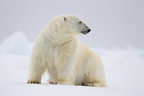 Polar bear (Ursus maritimus) on ice floe, Svalbard, Norway, August.