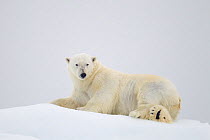 Polar bear (Ursos maritimus) on ice floe, Svalbard, Norway, August.