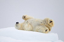 Polar bear (Ursos maritimus) rolling in the snow on ice floe, Svalbard, Norway, August.