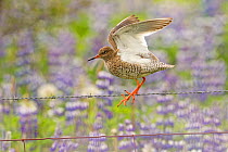 Redshank (Tringa totanus) perched on wire fence in field of Lupins, Iceland, June