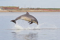 Bottlenose dolphin (Tursiops truncatus) breaching in front of Fort George, Fortrose, Scotland, July.