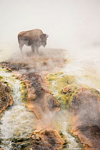 Bison (Bison bison) standing in geothermal run-off in winter, Yellowstone National Park, Wyoming, USA, February.