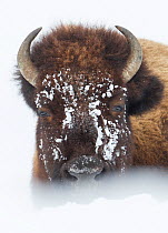 American Bison (Bison bison) lying in snow field, Hayden Valley,Yellowstone National Park, Wyoming, USA, January.