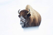 American Bison (Bison bison) walking through snow field, Hayden Valley,Yellowstone National Park, Wyoming, USA, January.