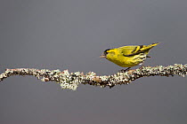Male Siskin (Carduelis spinus) perched on lichen-covered branch, Cairngorms National Park, Scotland, May.