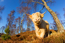 Highland Cattle in native birch woodland, Glenfeshie, Caringorms National Park, Scotland, February.