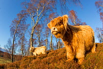 Highland Cattle in native birch woodland, Glenfeshie, Caringorms National Park, Scotland, February.