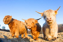 Trio of young Highland Cattle in field, Glenfeshie, Caringorms National Park, Scotland, February.