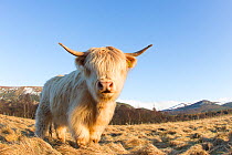 RF- Highland Cow, Glenfeshie, Caringorms National Park, Scotland, February. (This image may be licensed either as rights managed or royalty free.)