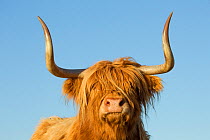 Highland cow  portrait, Cairngorms National Park, Scotland. Horns