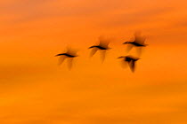 Snow Geese (Chen caerulescens) in flight at sunset, Bosque del Apache, New Mexico, USA, December.