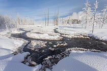 Calcified trees at Tangled Creek in winter, Yellowstone National Park, Wyoming, USA, February 2013.