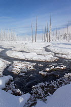 Calcified trees at Tangled Creek in winter, Yellowstone National Park, Wyoming, USA, February 2013.