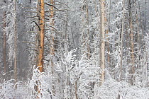 Frost covered forest in winter, Yellowstone National Park, Wyoming, USA, February 2013.