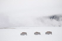 RF- Procession of Bison (Bison bison) in front of geysers in winter, Yellowstone National Park, Wyoming, USA, February 2013. (This image may be licensed either as rights managed or royalty free.)
