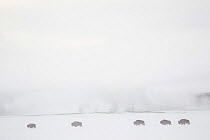 Procession of Bison (Bison bison) in front of geysers in winter, Yellowstone National Park, Wyoming, USA, February 2013.
