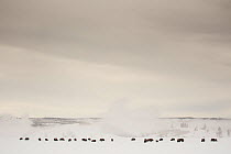 Herd of Bison (Bison bison) in front of geysers in winter, Yellowstone National Park, Wyoming, USA, February 2013.