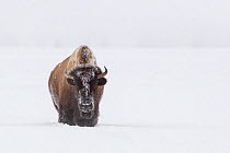 American Bison (Bison bison) walking through deep snow, Yellowstone National Park, Wyoming, USA, February 2013..