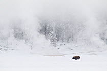 American Bison (Bison bison) standing in front of winter geysers, Yellowstone National Park, Wyoming, USA, February 2013..