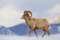 Bighorn sheep (Ovis canadensis) Grand Teton National Park, Wyoming, USA, January.