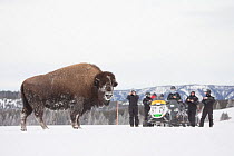Tourists watching American bison (Bison bison) Yellowstone National Park, Wyoming, USA, February 2013.