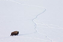 American bison (Bison bison) walking through snow using tracks made by other animals, Yellowstone National Park, Wyoming, USA, February.