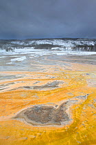 Geothermal run off in winter, Upper Geyser Basin, Yellowstone National Park, Wyoming, USA, February 2013.