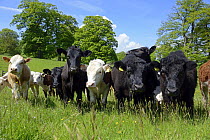 Aberdeen Angus and other cattle calves at Lower Brcokhampton parkland, National Trust, Herefordfordshire, England, May 2013.