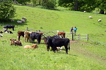 Walkers on a public footpath entering field with bullocks and heifers, Lower Brockampton, National Trust, Herefordshire, England.