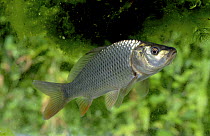Common Carp (Cyprinus carpio) swimming in an aquarium with blanket weed, Herefordshire, England, August.