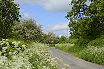 Flower-rich road verge with Cow Parsley (Anthriscus sylvestris) and flowering cider apple trees in background, Herefordshire, UK, June.