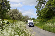 Car towing caravan down road with verge of flowering Cow Parsley (Anthriscus sylvestris) and flowering cider apple trees in background, Herefordshire, UK, June.