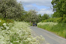 Tractor on road with verge of flowering Cow Parsley (Anthriscus sylvestris) and flowering cider apple trees in background, Herefordshire, UK, June.
