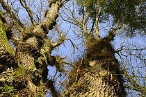 Epicormic growths (shoots from bud beneath the bark) on Pedunculate Oak (Quercus robur) symptoms of chronic oak decline, Herefordshire, England, UK, April.