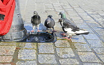 Feral Pigeons (Columbia livia) drinking from minature trough below a hydrant in the Market Square at Krakow, Poland, July.