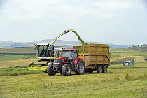 Forage harvester cutting grass for silage on the Clun Hills, south Shropshire, England, UK, July 2013.