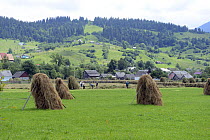 Family making hay, with hay propped up to dry, in the foothills of the Carpathian Mountains,Yasinya,Transcarpathia, Ukraine, July 2013.