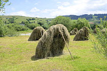 Hay propped up to dry, in the foothills of the Carpathian Mountains,Yasinya,Transcarpathia, Ukraine, July 2013.