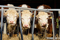 Three Hereford bullocks feeding on hay, Herefordshire Plateau, England, April.