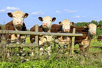 Four Hereford bullocks looking over a fence with Cow Parsley (Anthriscus sylvestris) Worcestershire, England, May.
