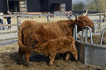 Highland cow and suckling calf at Wimpole Hall, Home Farm, National Trust, Cambridgeshire, England, April.