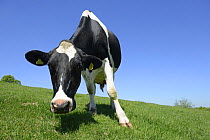 Low angle view of Holstein dairy cow on pasture, Herefordshire, England, June