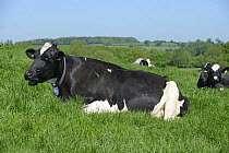 Holstein dairy cow chewing the cud, Herefordshire, England, June.