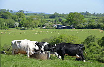 Holstein dairy cows drinking from water trough, Herefordshire, England, May.