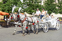 Malopolski horses (Little Poland Horses) pulling carriage, Market Square, Krakow, Poland, July 2013