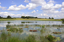 Glacial kettle hole pond with fringe of Common Spike-rush (Eleochatris palustris) Kenchester, Herefordshire, UK,  July 2013.