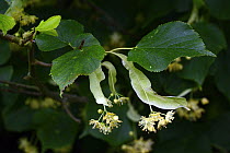 Small-leaved Lime (Tilia cordata) flowers and leaves, Herefordshire, England, July.