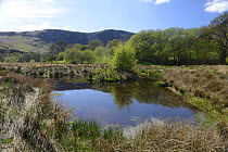 Mesotrophic Pond, fringed with Soft Rush (Juncus effusus) near Rhayader,  Powys, Wales, July 2013.